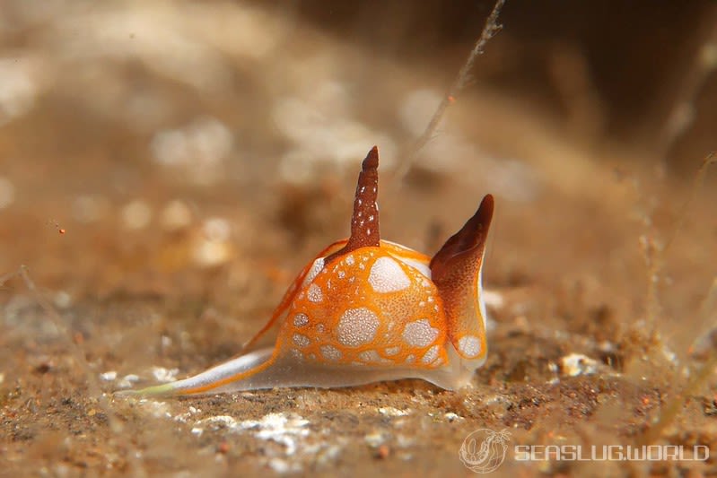 カワイイウミコチョウ Siphopteron nakakatuwa