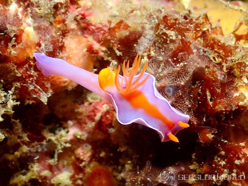 フタイロニシキウミウシ Ceratosoma bicolor