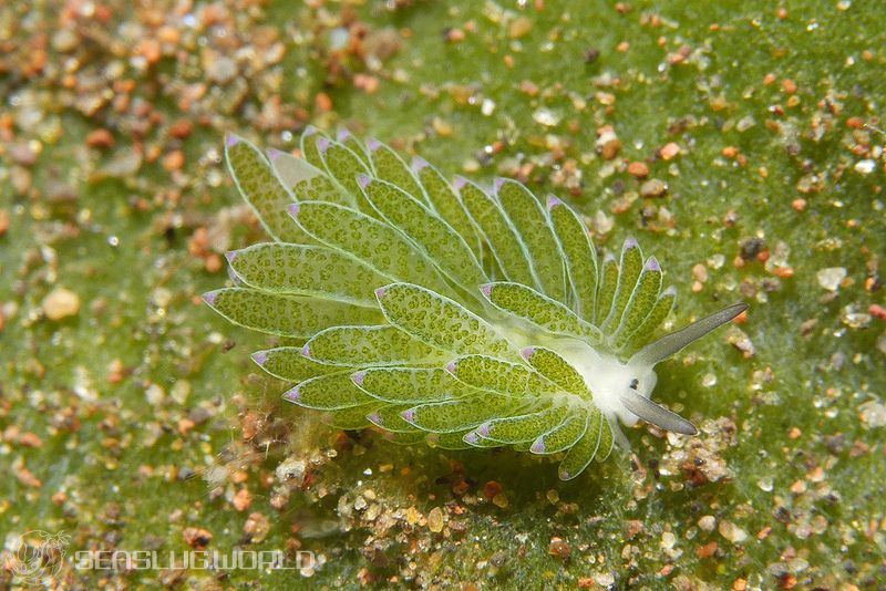 ホホベニモウミウシ Costasiella sp. 3