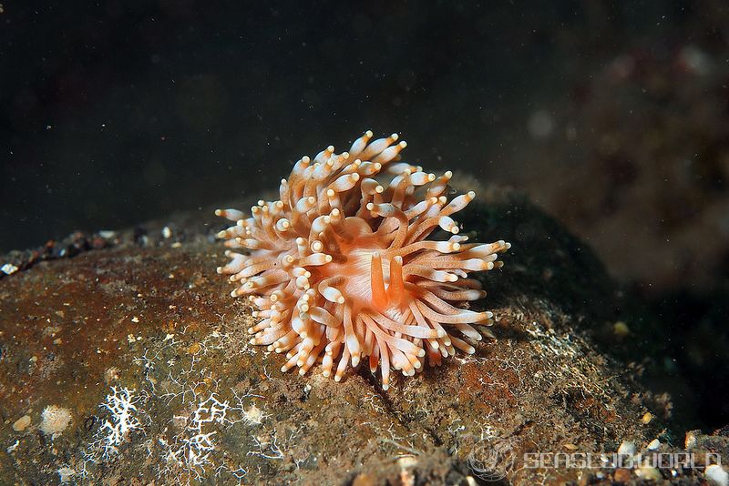 Phestilla goniophaga Hu, Zhang, Yiu, Xie & Qiu, 2020