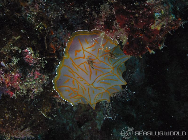 キスジカンテンウミウシ Halgerda diaphana