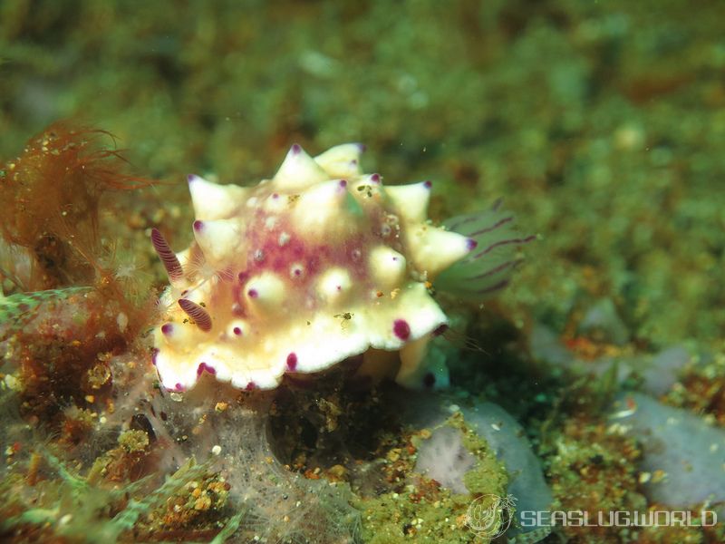 レンゲウミウシ Mexichromis multituberculata