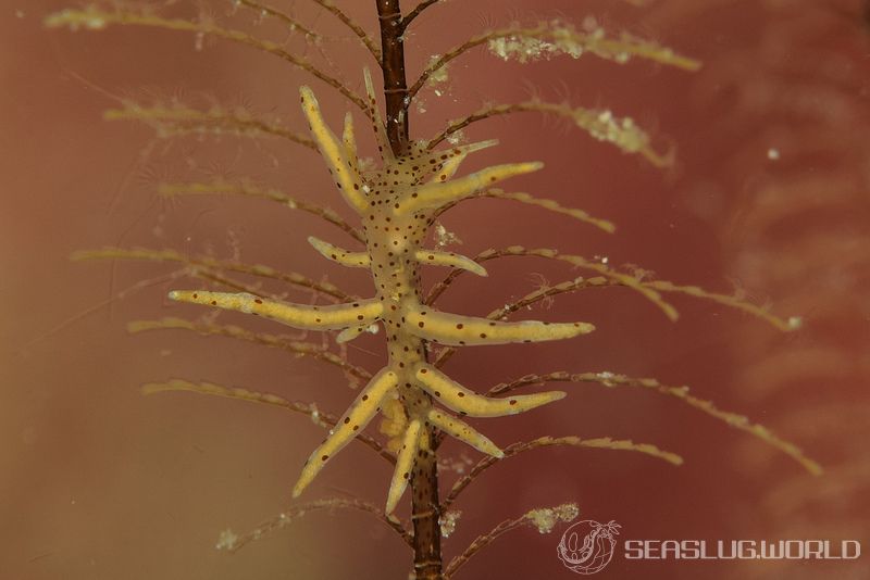 ホソミノウミウシ Eubranchus sp. 9