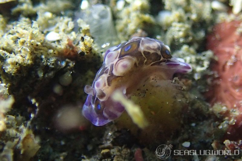 ミヤコウミウシ Dendrodoris krusensternii