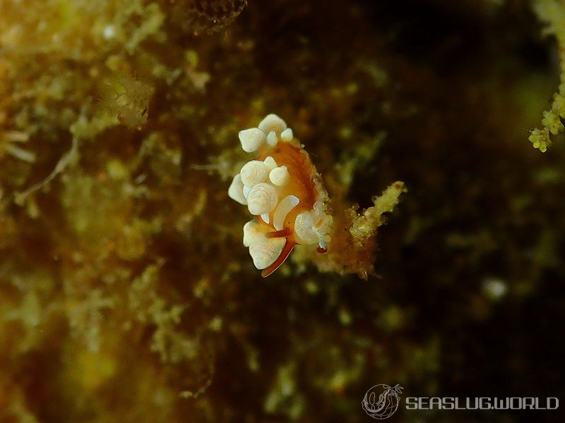 イナバミノウミウシ Eubranchus inabai