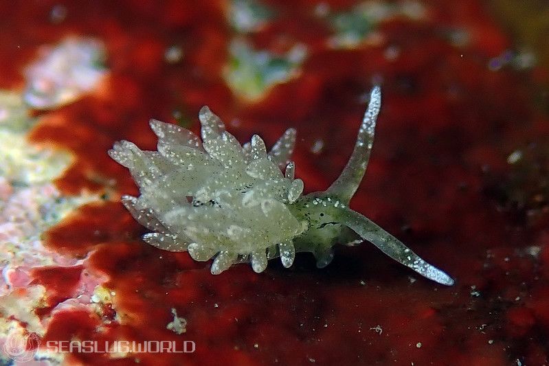 ハダカモウミウシ科の仲間 Limapontiidae spp.