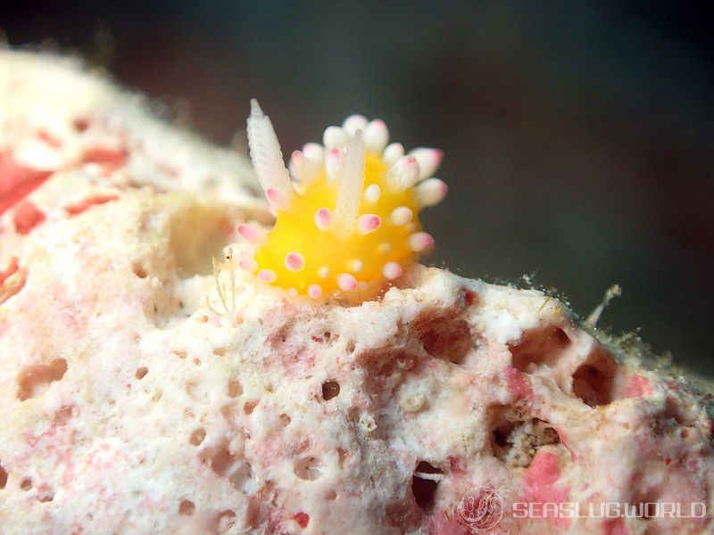 イガグリウミウシ Cadlinella ornatissima