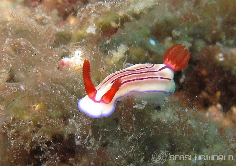 エマイロウミウシ Hypselodoris emma