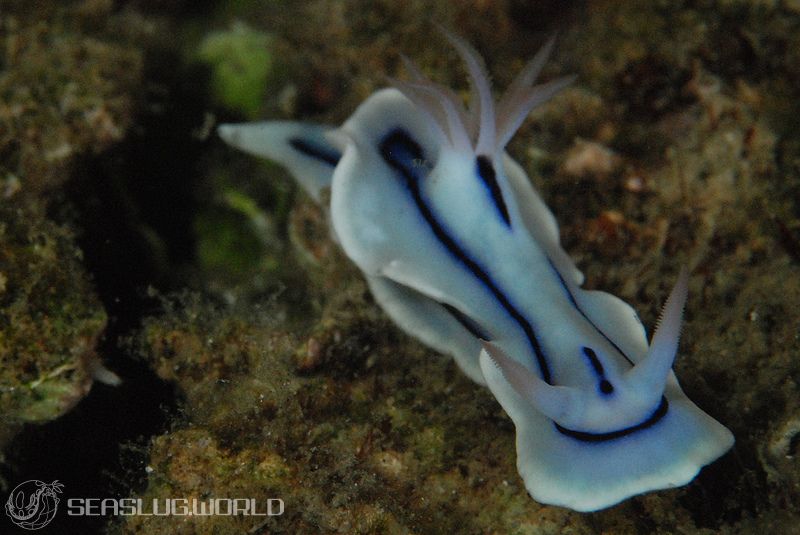 ミスジアオイロウミウシ Chromodoris lochi