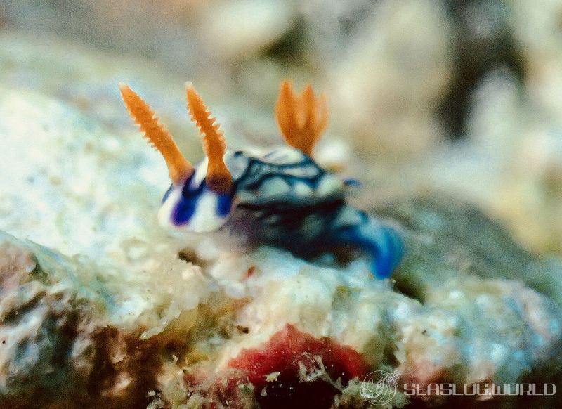 ソヨカゼイロウミウシ Hypselodoris zephyra