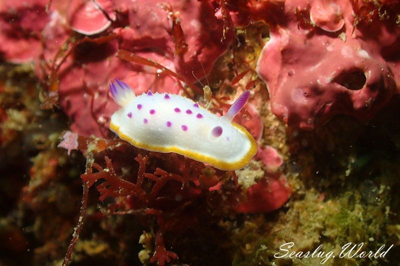 クリヤイロウミウシ Mexichromis mariei