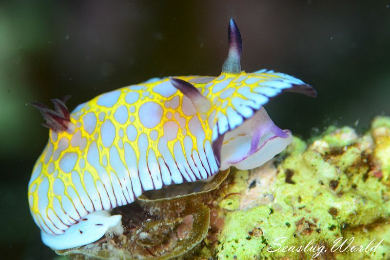 ボブサンウミウシ Goniobranchus roboi