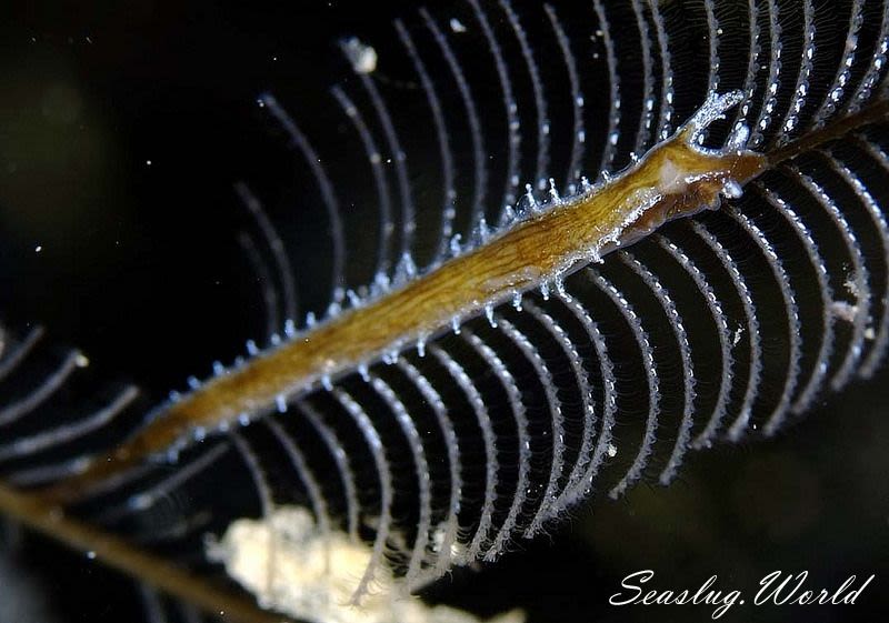 ゼンチュウウミウシ Lomanotus vermiformis