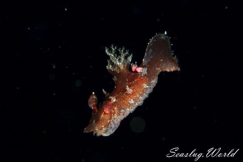 ヒカリウミウシ属の一種 3 Plocamopherus sp. 3