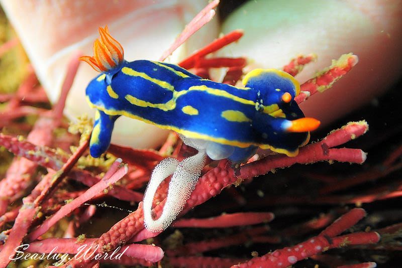 アオウミウシ Hypselodoris festiva