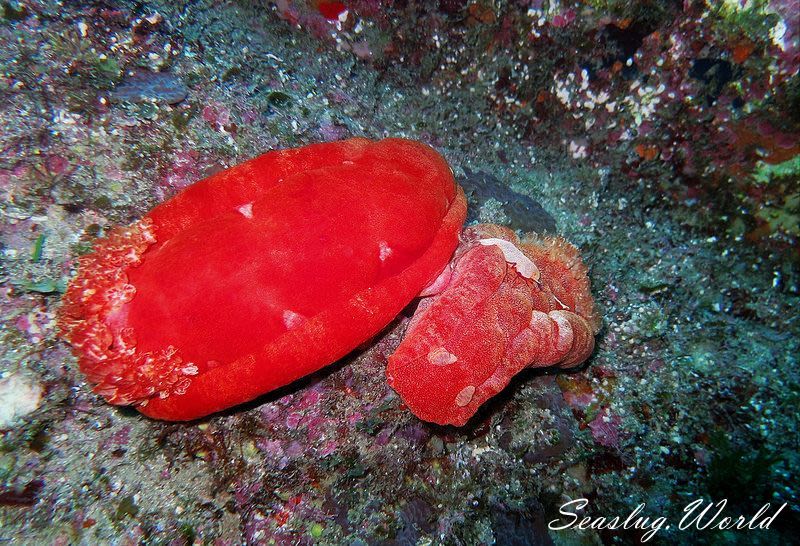 ミカドウミウシ Hexabranchus lacer