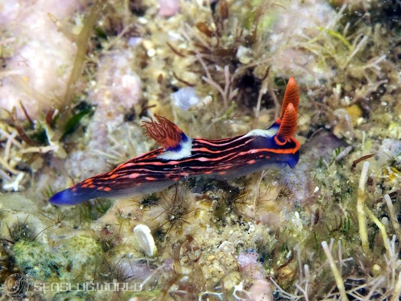 トウモンリュウグウウミウシ Nembrotha livingstonei