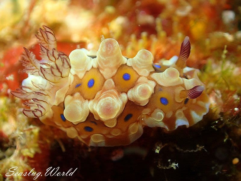 ミヤコウミウシ Dendrodoris krusensternii