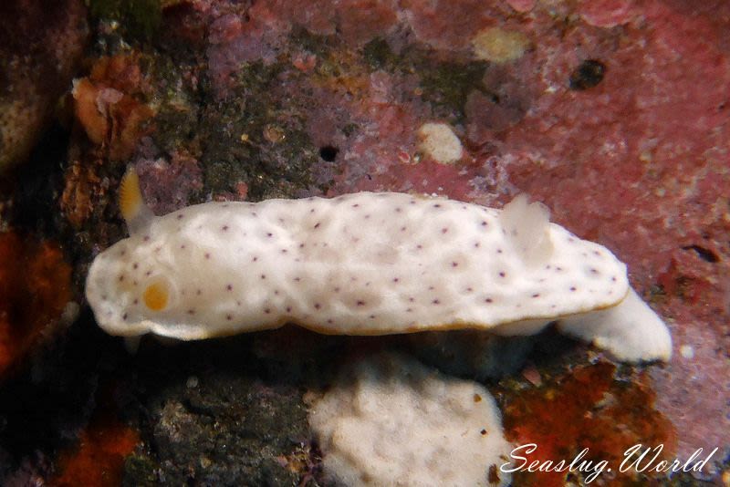 モンコウミウシ Chromodoris aspersa