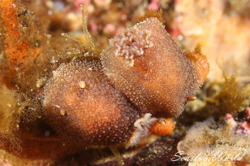 トゲウミウシ Acanthodoris pilosa