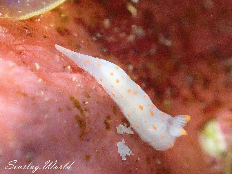 アカボシウミウシ Gymnodoris alba