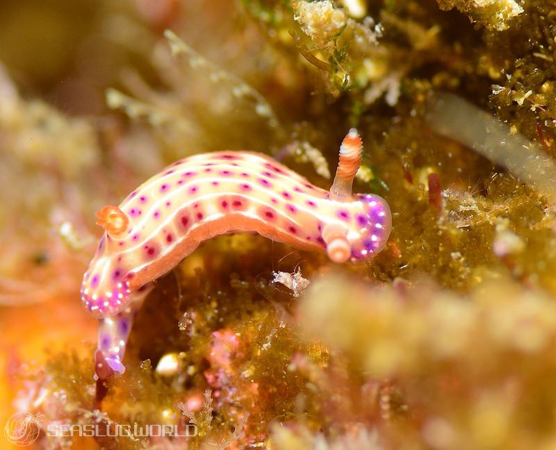 センテンイロウミウシ Hypselodoris decorata