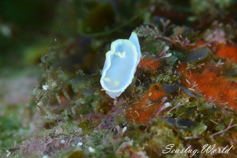 シロタエイロウミウシ Glossodoris buko