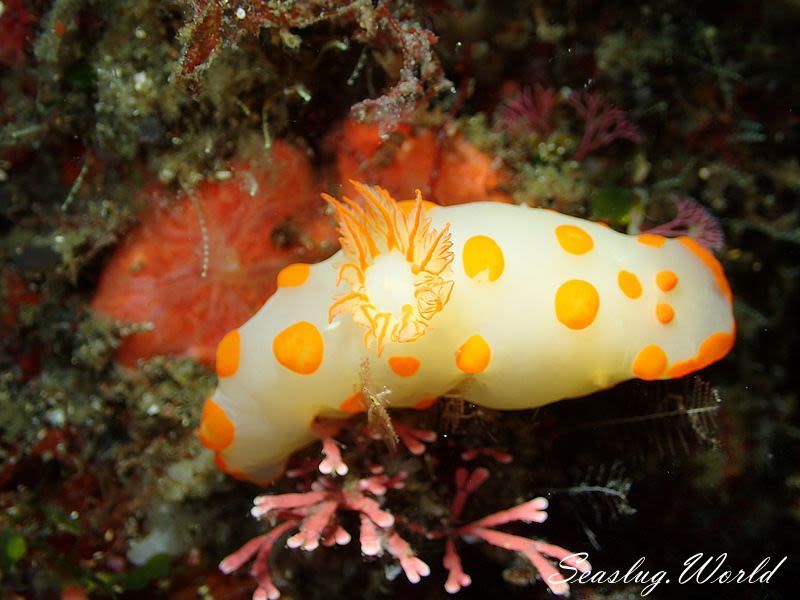 キイボキヌハダウミウシ Gymnodoris impudica