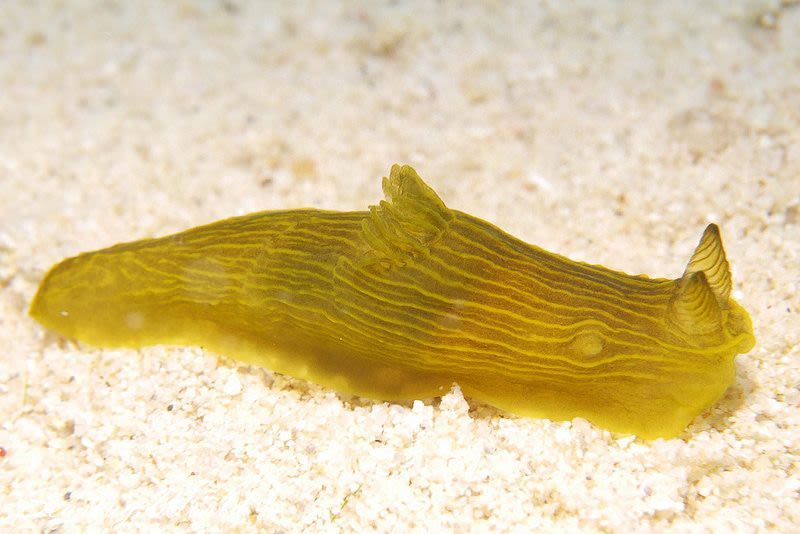 タスジキヌハダウミウシ Gymnodoris sp. 2