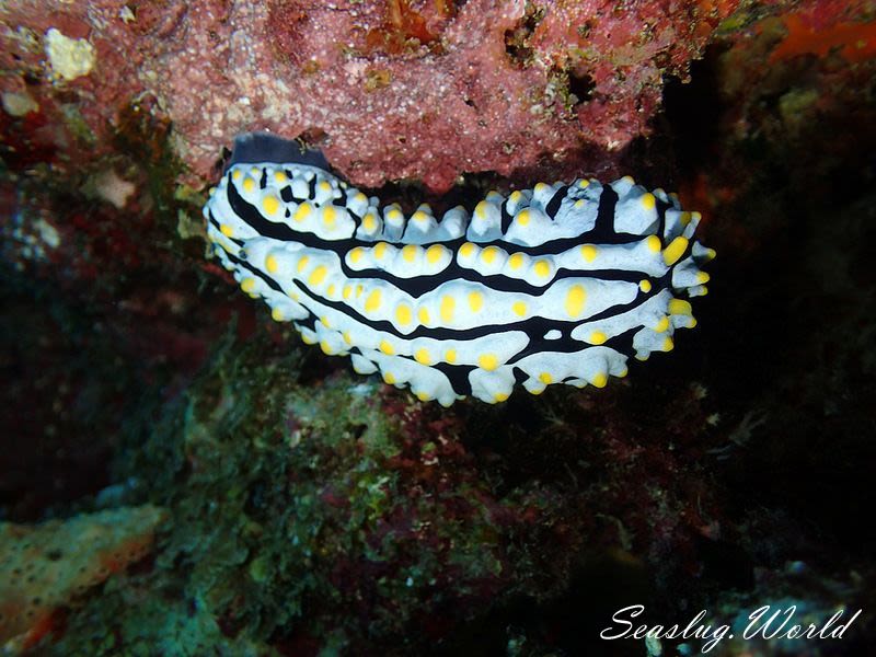 タテヒダイボウミウシ Phyllidia varicosa