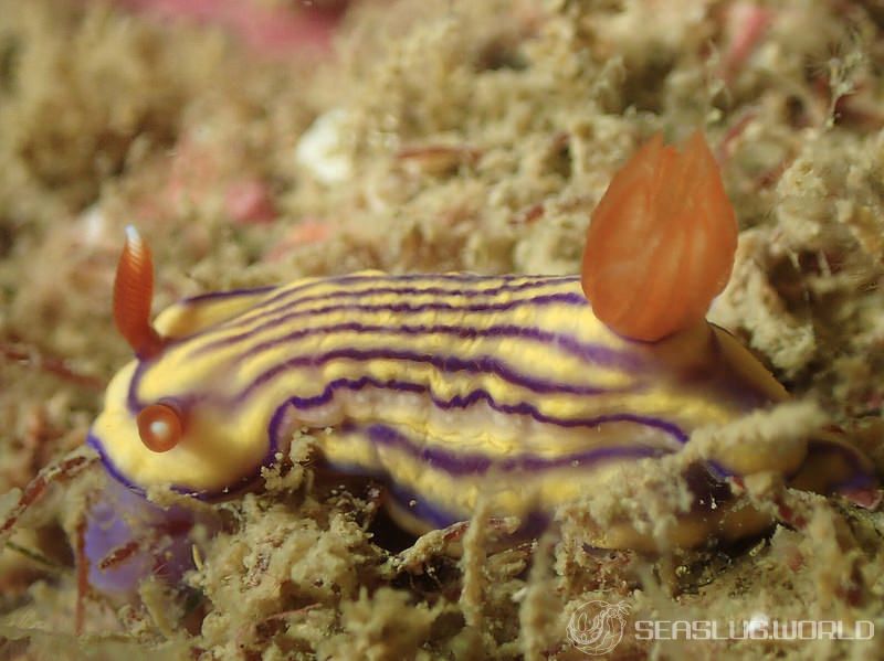 クチナシイロウミウシ Hypselodoris whitei