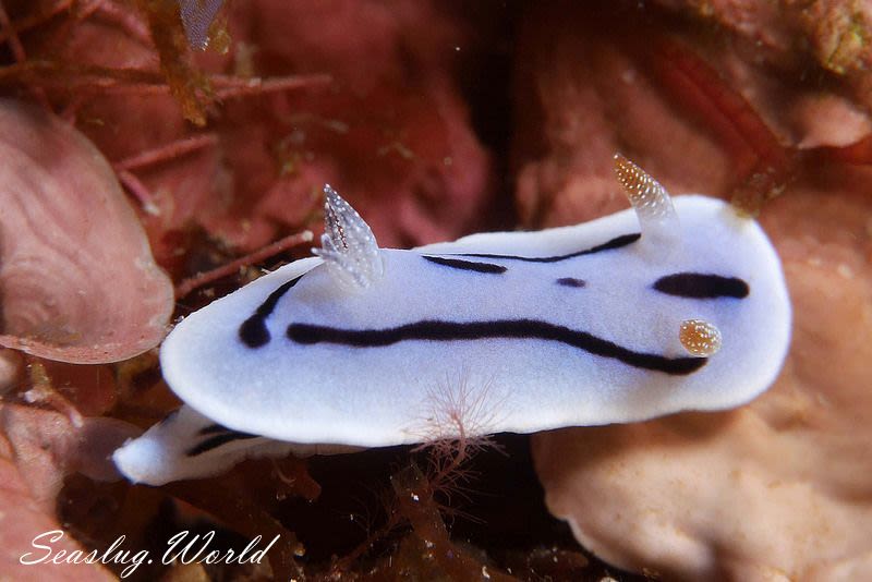 ミゾレウミウシ Chromodoris willani