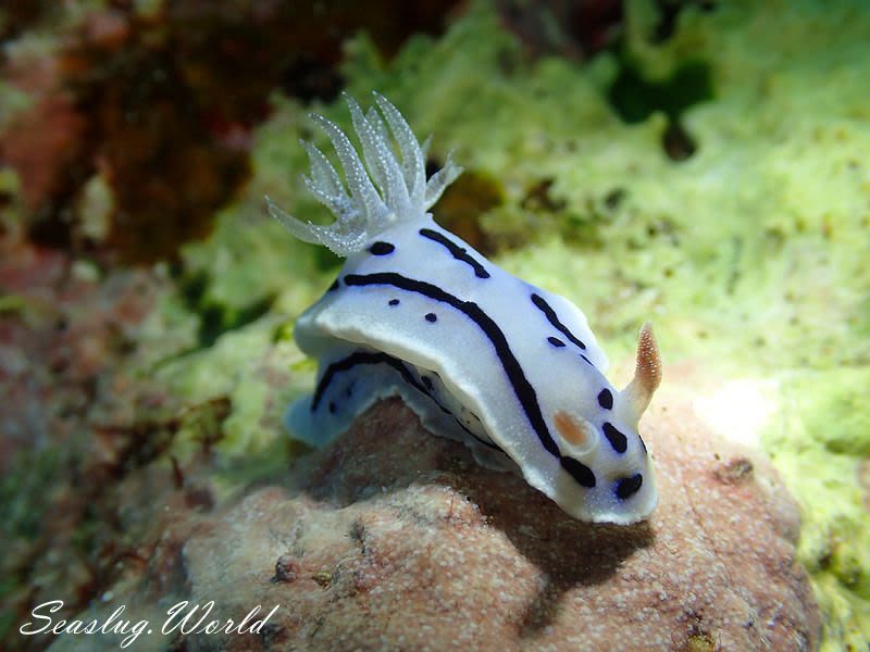 ミゾレウミウシ Chromodoris willani