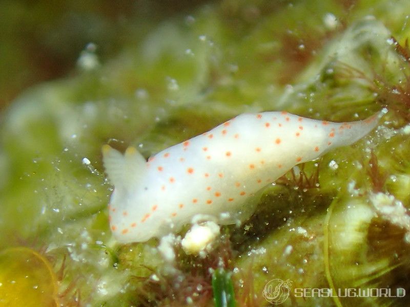 キヌハダウミウシ属の一種 31 Gymnodoris sp.31