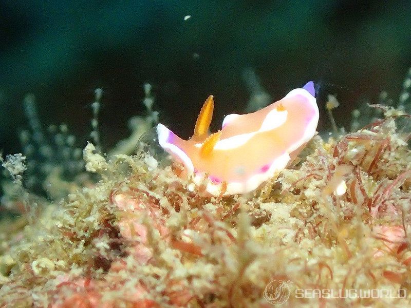 アラリウミウシ Verconia norba