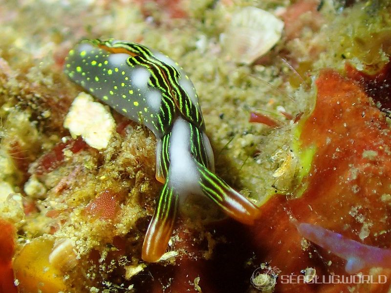 ハナミドリガイ Thuridilla splendens