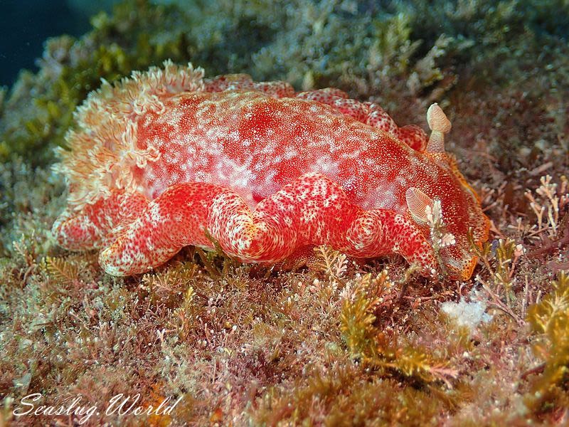 ミカドウミウシ Hexabranchus lacer