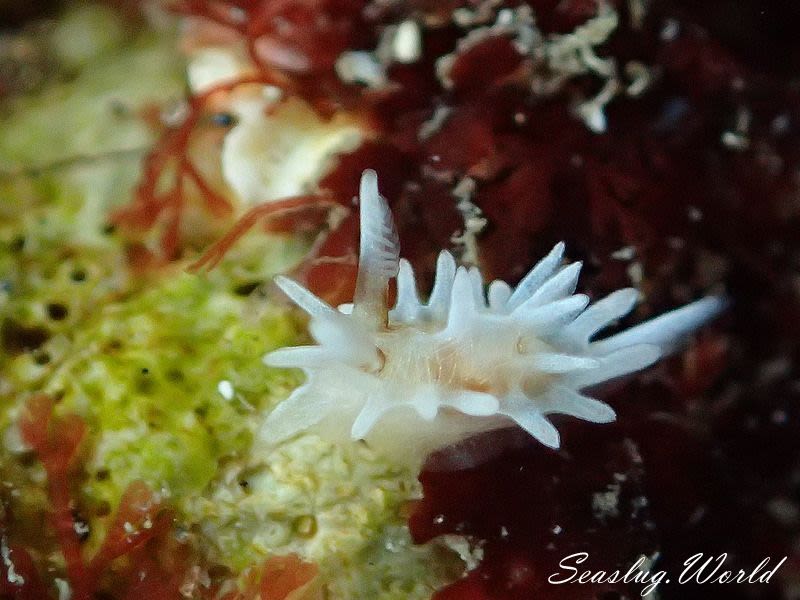 シロイバラウミウシ Bermudella japonica