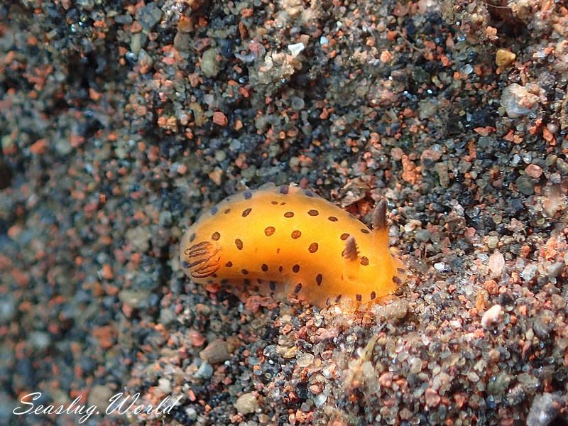 ヒメマダラウミウシ Dendrodoris guttata