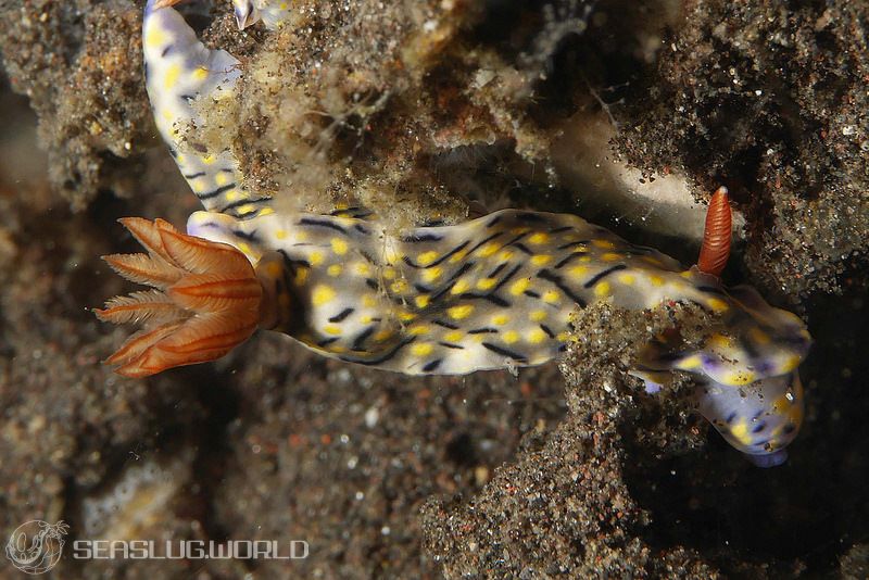 ヒュプセロドーリス・カンガ Hypselodoris kanga