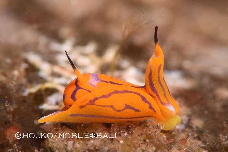 キマダラウミコチョウ Siphopteron tigrinum