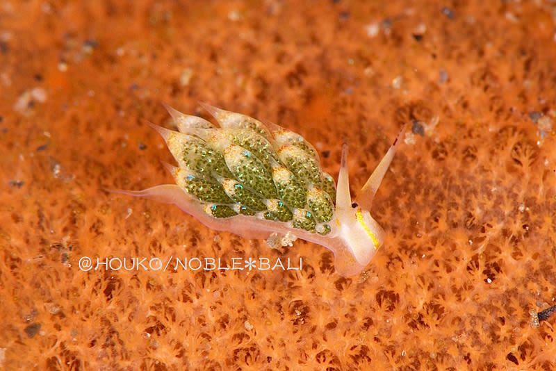 テングモウミウシ Costasiella kuroshimae