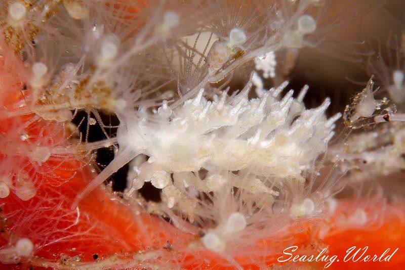 ホリミノウミウシ属の一種 16 Eubranchus sp.16