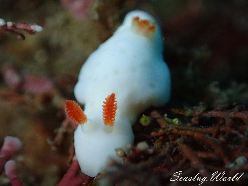 ユキウサギウミウシ Verconia hongkongiensis