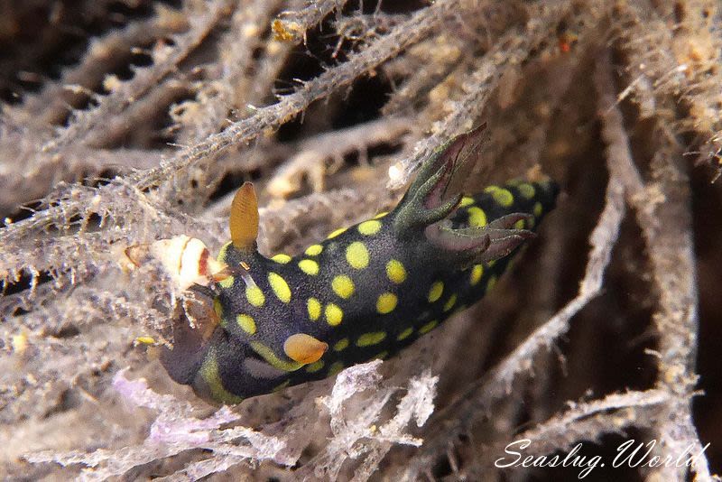 サガミリュウグウウミウシ Tambja sagamiana