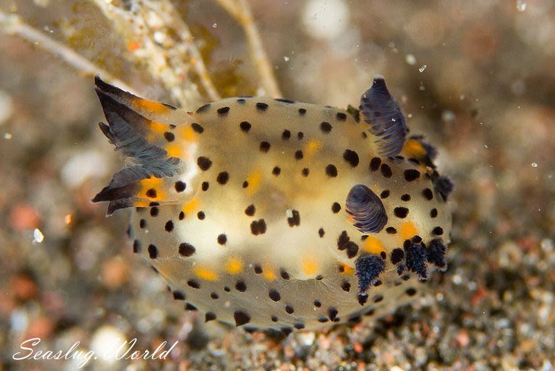 コソデウミウシ Polycera abei