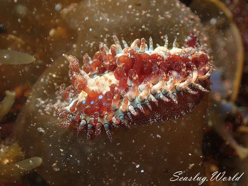 ハナショウジョウウミウシ Madrella gloriosa