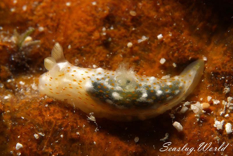 オキナワキヌハダウミウシ Gymnodoris okinawae