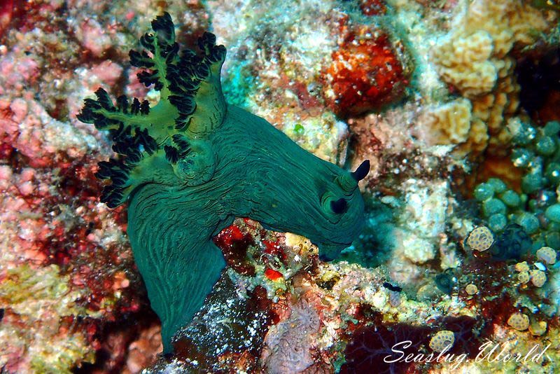 ミラーリュウグウウミウシ Nembrotha milleri