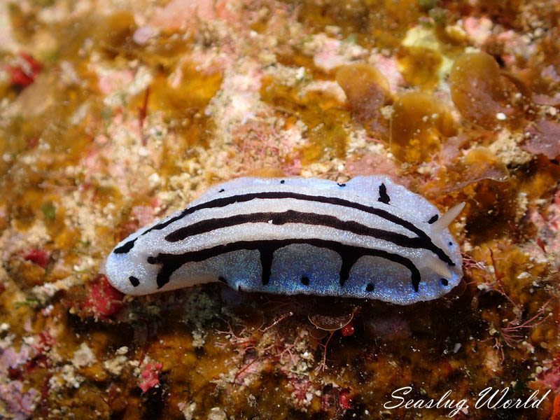 タテスジイボウミウシ Phyllidiopsis sphingis